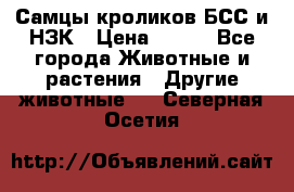 Самцы кроликов БСС и НЗК › Цена ­ 400 - Все города Животные и растения » Другие животные   . Северная Осетия